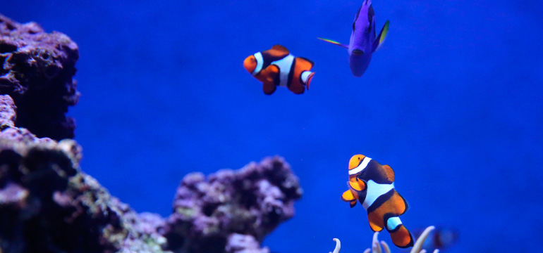 Noticia del Blog sobre peces y animales